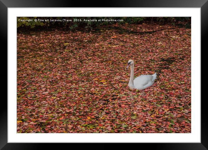 Autumnal Swan Framed Mounted Print by Jack Jacovou Travellingjour