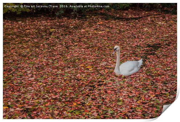 Autumnal Swan Print by Jack Jacovou Travellingjour