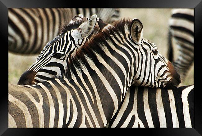 Zebras 2 Framed Print by Gary Miles