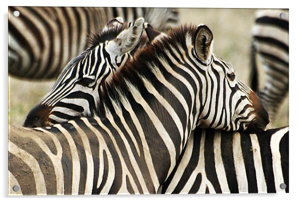 Zebras 2 Acrylic by Gary Miles
