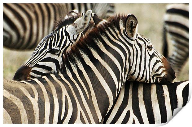 Zebras 2 Print by Gary Miles