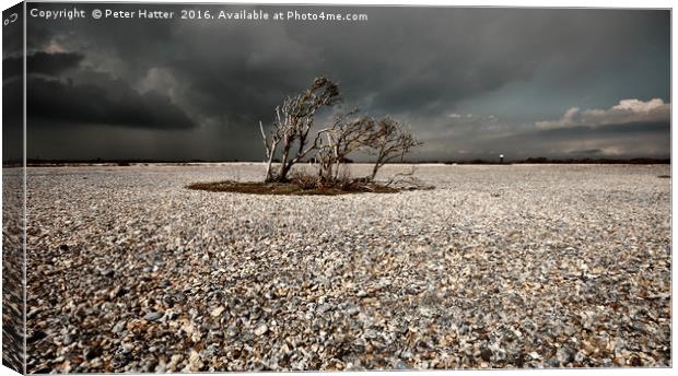 Small windblown trees in a patch of Dungeness pebb Canvas Print by Peter Hatter