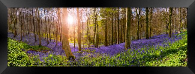Sunlight illuminates peaceful bluebell woods Framed Print by Alan Hill