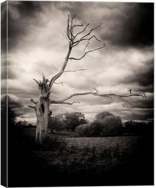 Dead Tree Canvas Print by David Oxtaby  ARPS