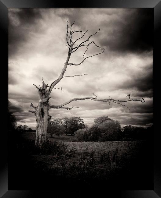 Dead Tree Framed Print by David Oxtaby  ARPS