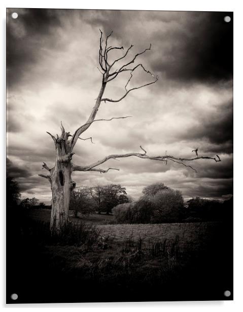Dead Tree Acrylic by David Oxtaby  ARPS