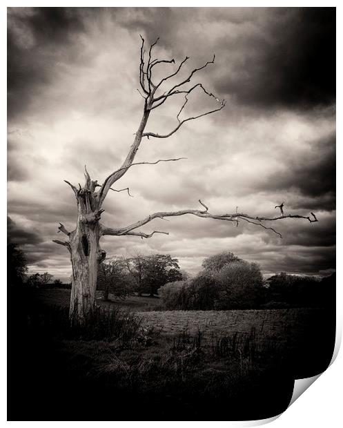 Dead Tree Print by David Oxtaby  ARPS