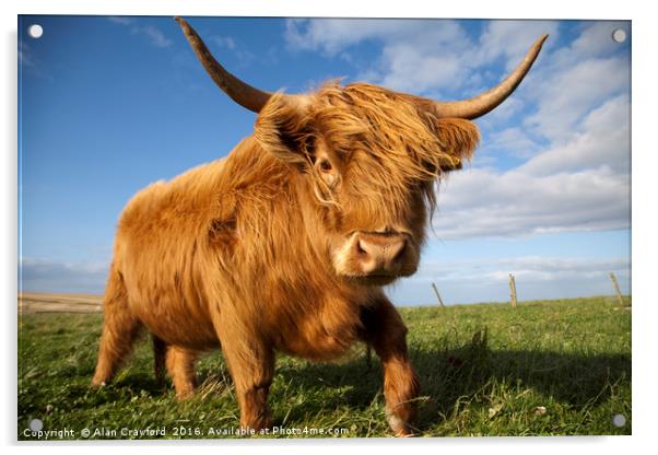 Highland Cow Acrylic by Alan Crawford