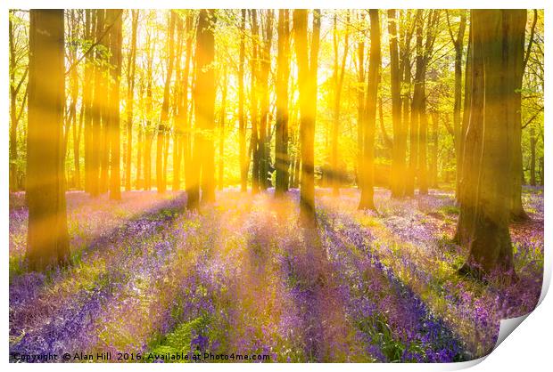 Sunshine streams through bluebell woods Print by Alan Hill