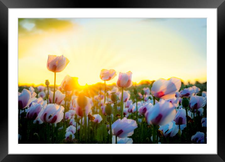 Thousands of white poppies under golden skies Framed Mounted Print by Alan Hill