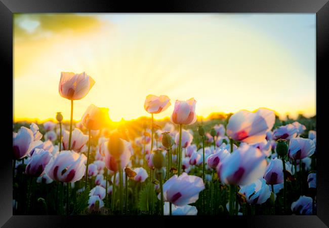 Thousands of white poppies under golden skies Framed Print by Alan Hill