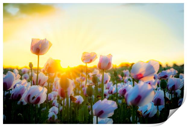 Thousands of white poppies under golden skies Print by Alan Hill