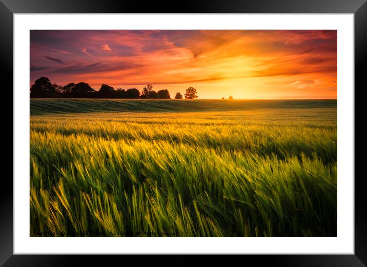 Sunset over a ripening wheat field Framed Mounted Print by Alan Hill