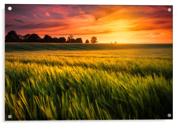 Sunset over a ripening wheat field Acrylic by Alan Hill