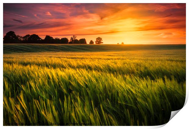 Sunset over a ripening wheat field Print by Alan Hill