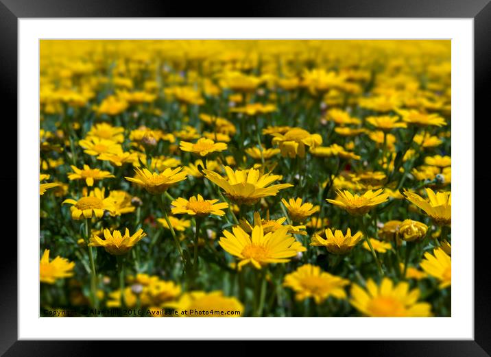 wild flowers in an idyllic springtime meadow Framed Mounted Print by Alan Hill