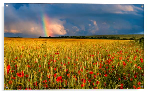 Rainbow over field of poppies at sunset Acrylic by Alan Hill