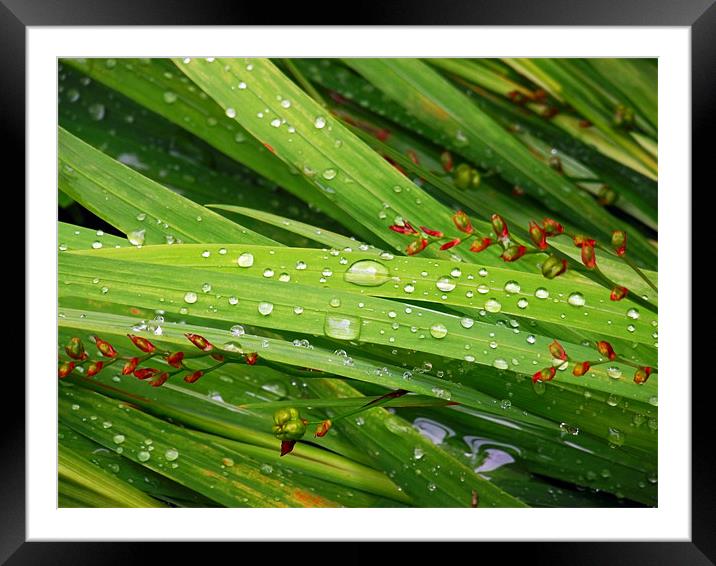 Droplets Framed Mounted Print by Donna Collett