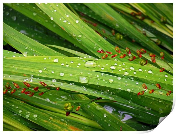Droplets Print by Donna Collett
