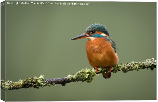 Female kingfisher Canvas Print by Alan Tunnicliffe