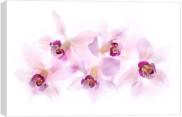 Soft Pink Orchids Canvas Print by Jacky Parker