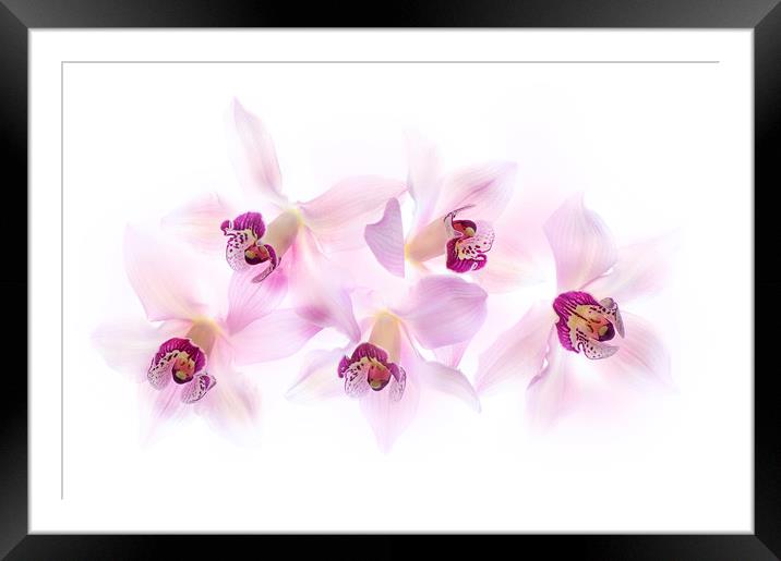 Soft Pink Orchids Framed Mounted Print by Jacky Parker