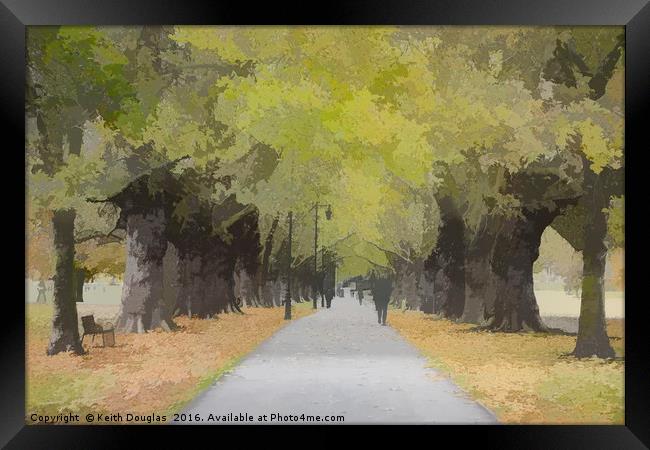 Tree lined avenue Framed Print by Keith Douglas