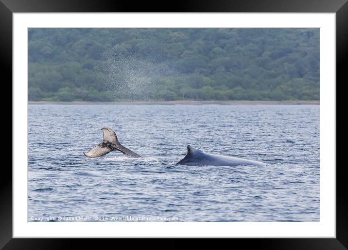Mother & baby humpback whales playing in the water Framed Mounted Print by Jason Wells