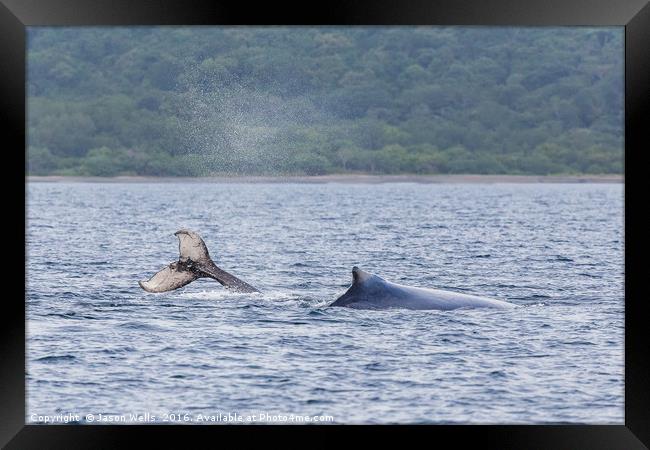 Mother & baby humpback whales playing in the water Framed Print by Jason Wells