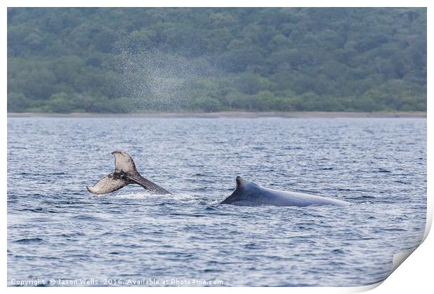 Mother & baby humpback whales playing in the water Print by Jason Wells