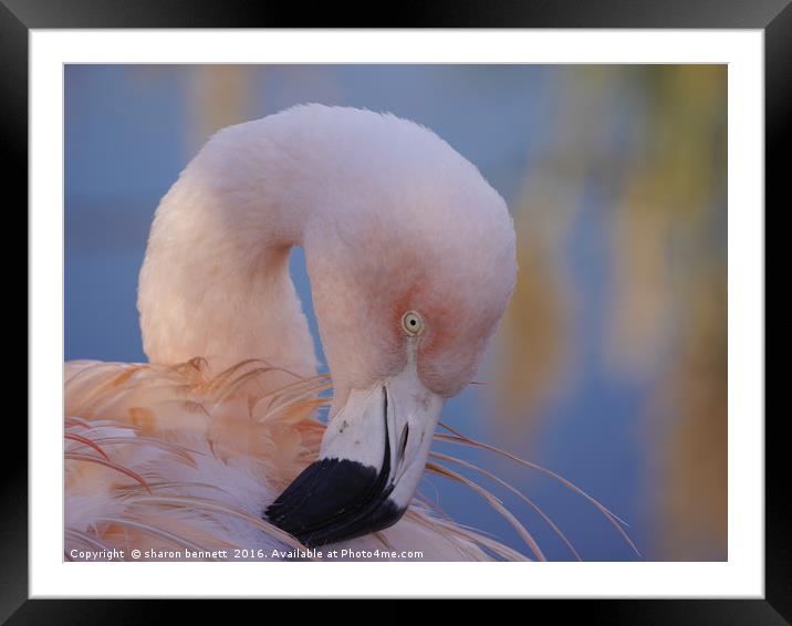 Feather Cleaning Framed Mounted Print by sharon bennett
