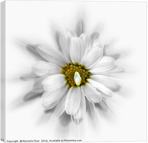 bloom in shades of white Canvas Print by Marinela Feier
