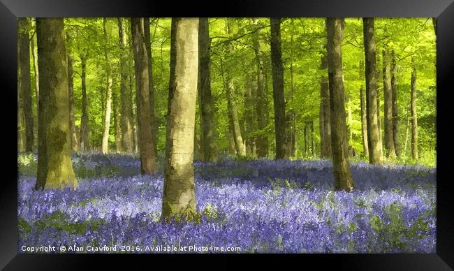 Bluebell Wood and Beech Trees Framed Print by Alan Crawford