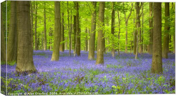 Bluebells and Beech Trees Canvas Print by Alan Crawford