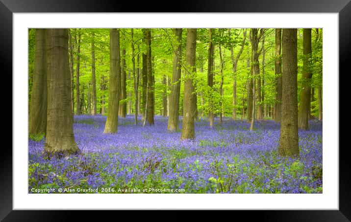 Bluebells and Beech Trees Framed Mounted Print by Alan Crawford