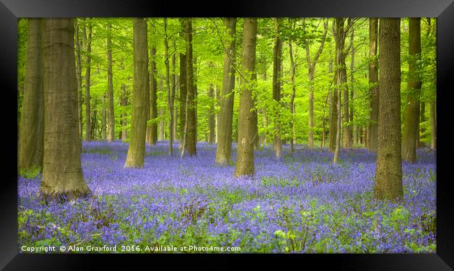 Bluebells and Beech Trees Framed Print by Alan Crawford