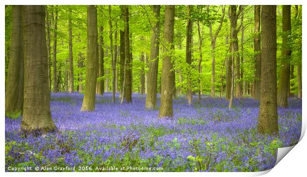 Bluebells and Beech Trees Print by Alan Crawford