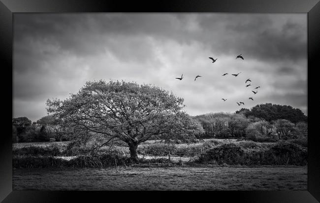 Flight of the wild Geese Framed Print by John Baker