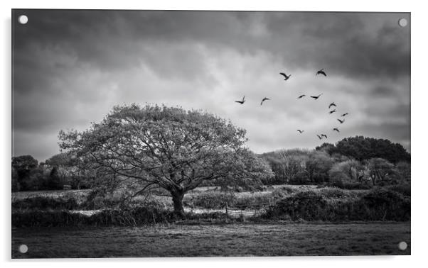 Flight of the wild Geese Acrylic by John Baker