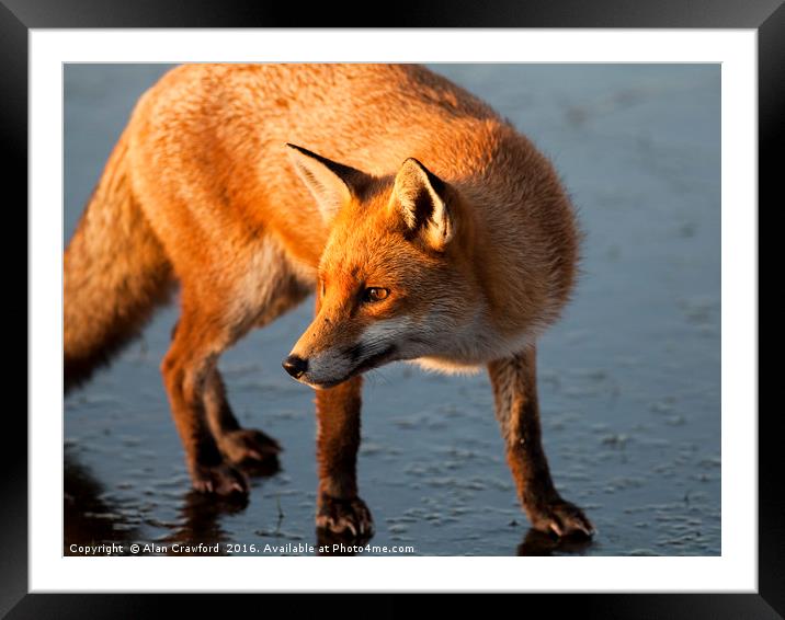 Red Fox on Icy Lake Framed Mounted Print by Alan Crawford