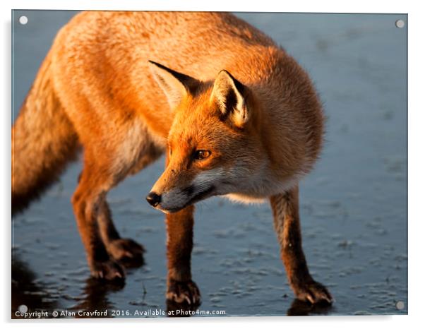 Red Fox on Icy Lake Acrylic by Alan Crawford