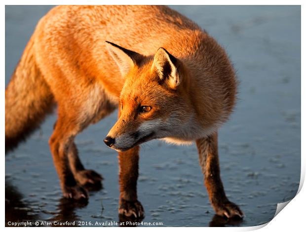 Red Fox on Icy Lake Print by Alan Crawford