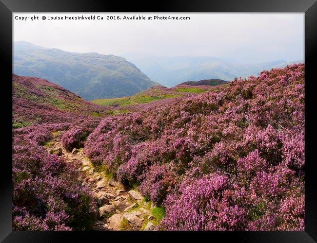 Heather on Stonethwaite Fell below High Crag and L Framed Print by Louise Heusinkveld