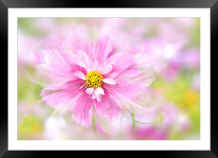 Cosmos 'Rosetta' Pink Flower Framed Mounted Print by Jacky Parker
