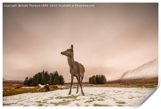 Roe Deer Print by Keith Thorburn EFIAP/b