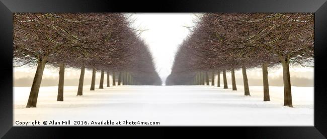 Snowy avenue of trees in winter Framed Print by Alan Hill