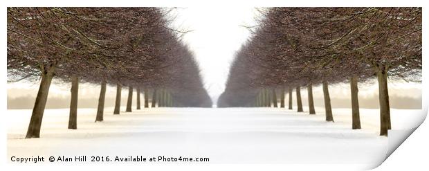 Snowy avenue of trees in winter Print by Alan Hill