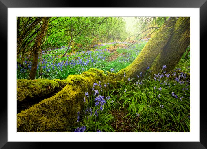 Enchanted Bluebell Woods Framed Mounted Print by Alan Hill