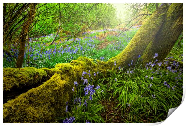 Enchanted Bluebell Woods Print by Alan Hill