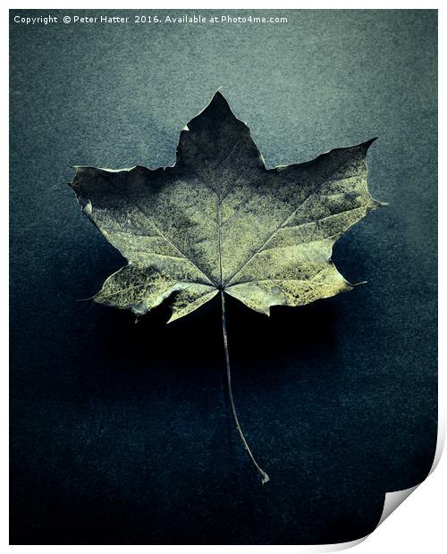 Autumn Leaf Still LIfe. Print by Peter Hatter